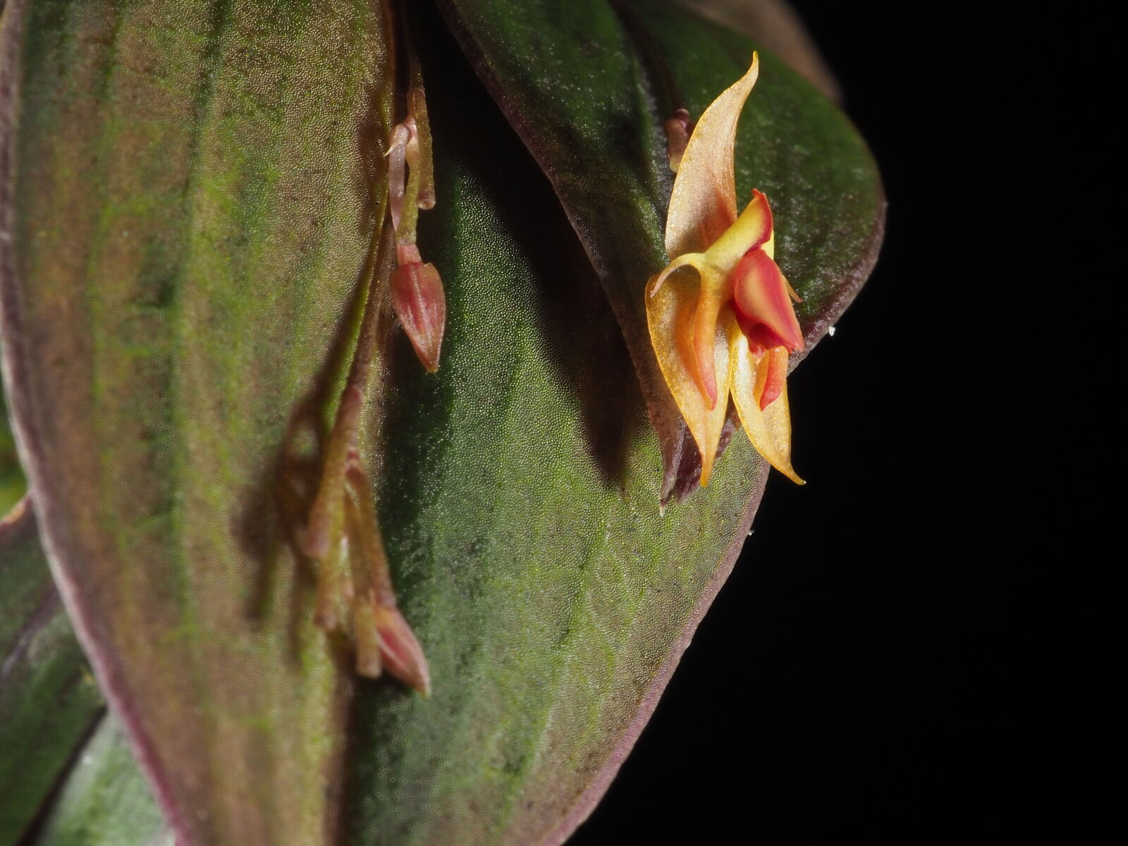 Lepanthes ortegae Luer & Hirtz | Plants of the World Online | Kew