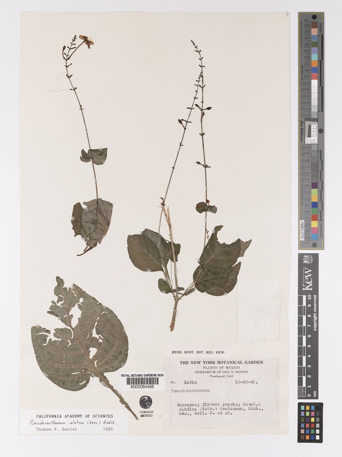 Pseuderanthemum alatum