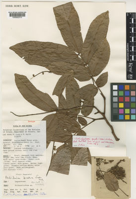 Kew Gardens K000822310:  Conn, B.; Katik, P. [66082] New Guinea