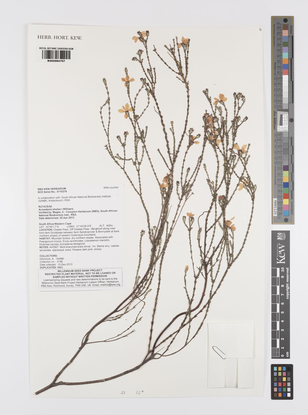 Acmadenia gracilis
