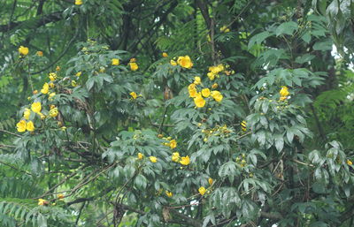 Cochlospermum gillivraei | Plants of the World Online | Kew Science