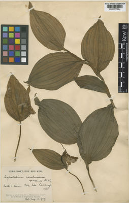 Kew Gardens K000077894:  s.coll. [s.n.] Russia