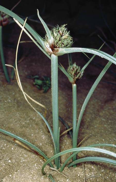 © copyright of the Board of Trustees of the Royal Botanic Gardens, Kew.