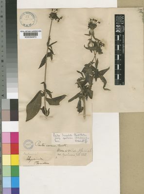 Kew Gardens K000394972:  Plowden [s.n.] Ethiopia