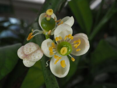 Citrus hystrix DC. | Plants of the World Online | Kew Science