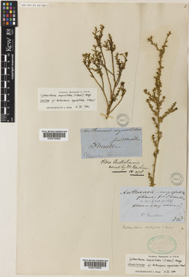 Kew Gardens K000759860:  Mueller, F. [s.n.] Australia