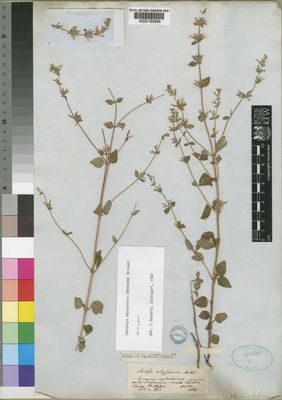 Kew Gardens K000193389:  Hooker [s.n.] Ethiopia