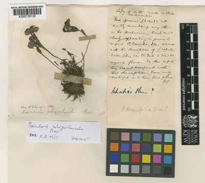 Kew Gardens K000739128:  s.coll. [s.n.]