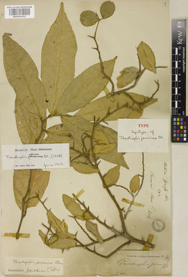 Kew Gardens K001050031:  s.coll. [673] Indonesia