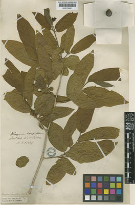 Kew Gardens K000704801:  Wallich, N. [6884] India