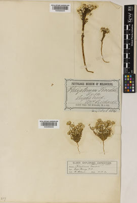 Kew Gardens K000899206:  Helms, R. [s.n.] Australia