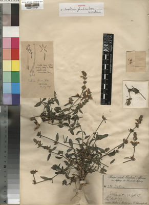 Kew Gardens K000419161:  Schweinfurth, G. [256] Sudan