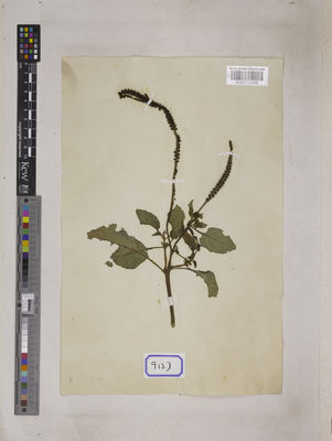 Kew Gardens K001110266:  s.coll. [Cat. no. 913]