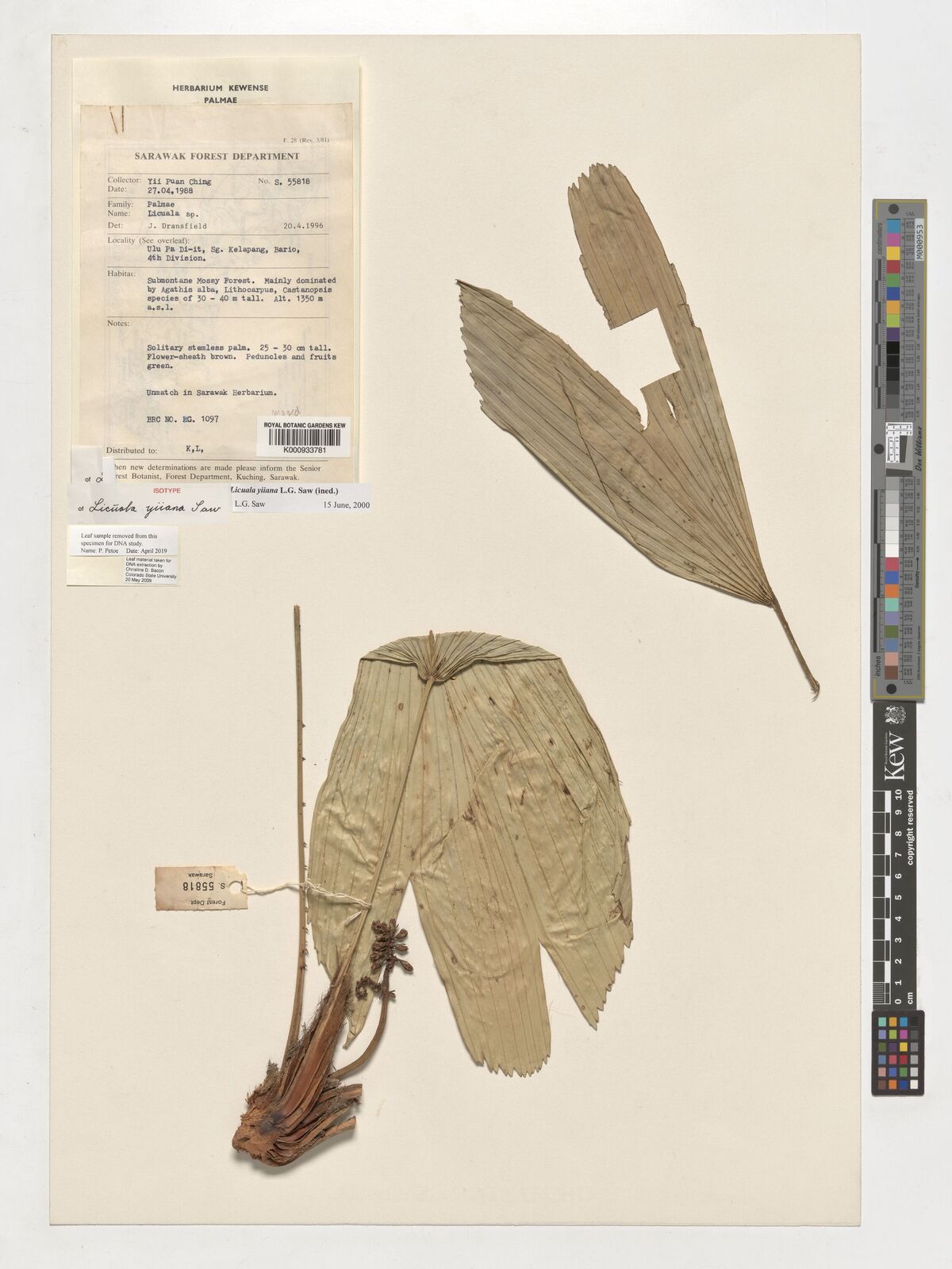 Kew Gardens K000933781:  Yii, P.C. [S55818] Malaysia