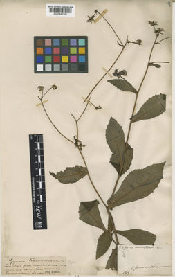 Kew Gardens K000843756:  Teysamann [s.n.]