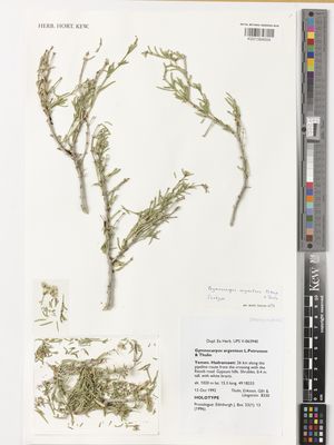 Kew Gardens K001394504:  Thulin, M.; Eriksson; Al-Gifri, A.N.; Långstrom [8330] Yemen
