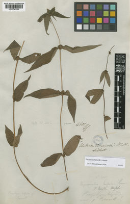 Kew Gardens K000741366:  Wallich [4601]