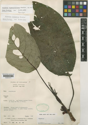 Kew Gardens K000653073:  Grubb, P.J.; Lloyd, J.R.; Pennington, T.D.; Whitmore, T.C. [1048] Ecuador
