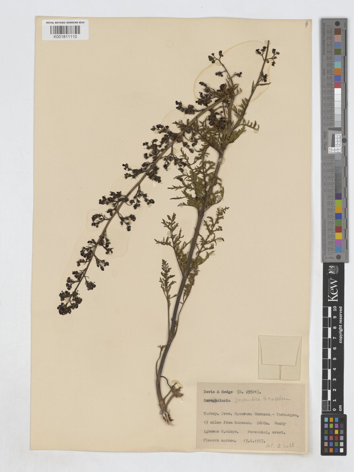 Scrophularia zuvandica