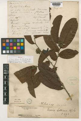 Kew Gardens K000380688:  Griffith [s.n.] Malaysia