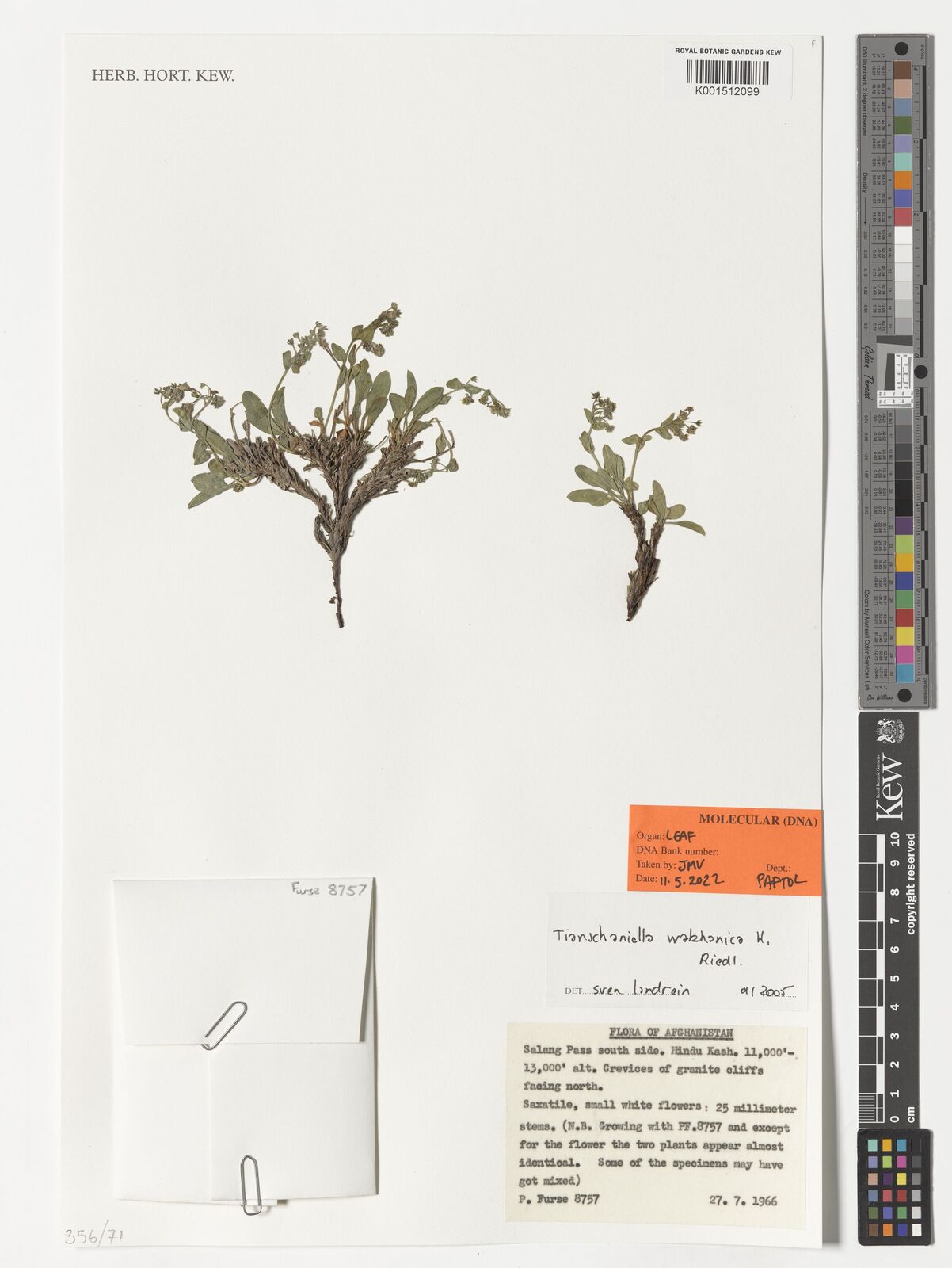 Eritrichium pamiricum
