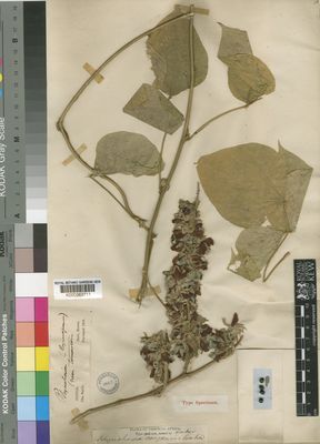 Kew Gardens K000263711:  Smith, C. [s.n.] Congo, Republic of the