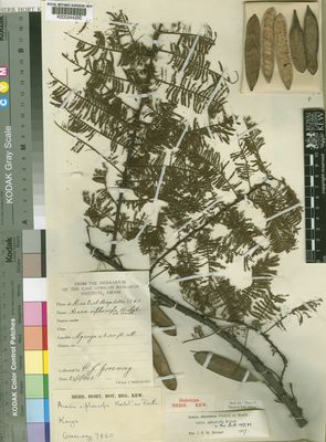 Kew Gardens K000244292:  Greenway, P.J. [7860] Kenya