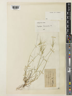 Kew Gardens K000979181:  Sintenis, P.E.E.; Rigo, G. [s.n.] Cyprus