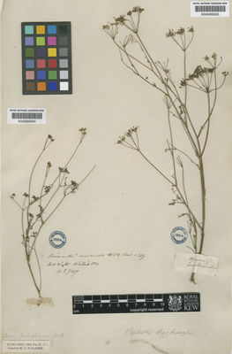 Kew Gardens K000685635:  s.coll. [s.n.]