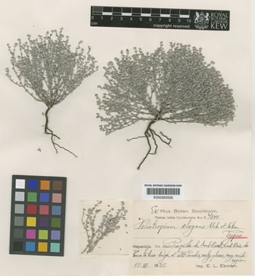 Kew Gardens K000583592:  Ekman, E.L. [4544] Haiti