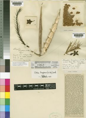 Kew Gardens K000306169:  s.coll. [s.n.] Mozambique