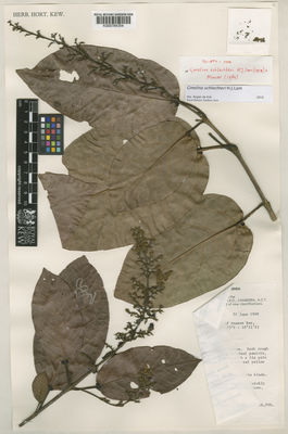 Kew Gardens K000784354:  Pullen, R. [7662] Papua New Guinea