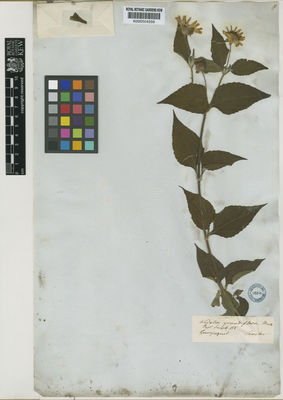 Kew Gardens K000504559:  Sinclair [s.n.] Ecuador