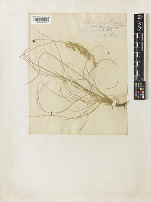 Kew Gardens K000913173:  Pancic, J. [s.n.] Serbia