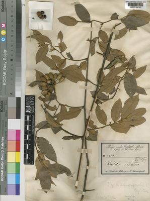 Kew Gardens K000198762:  Schweinfurth, G. [2816] Sudan