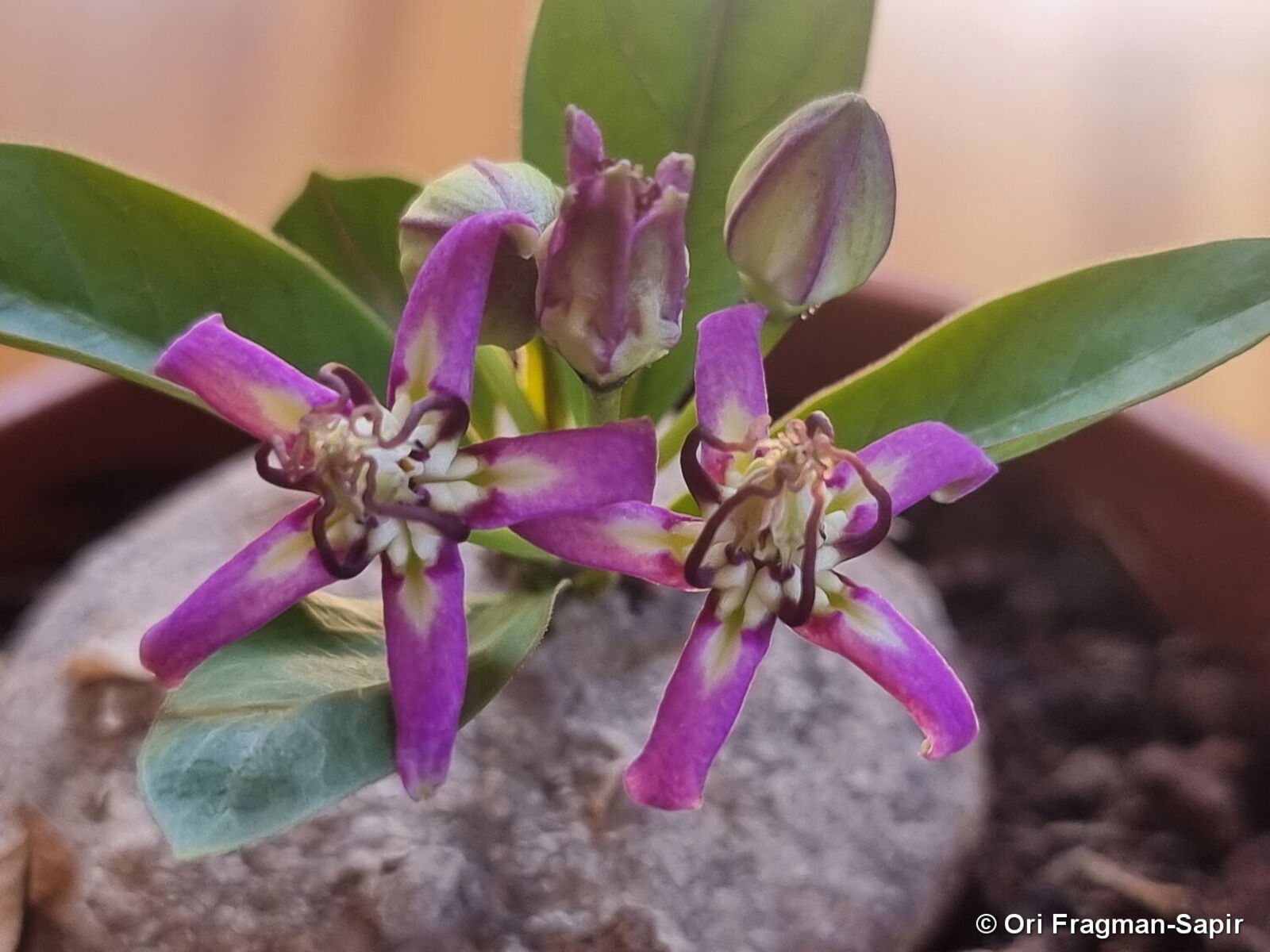 Raphionacme Harv Plants Of The World Online Kew Science