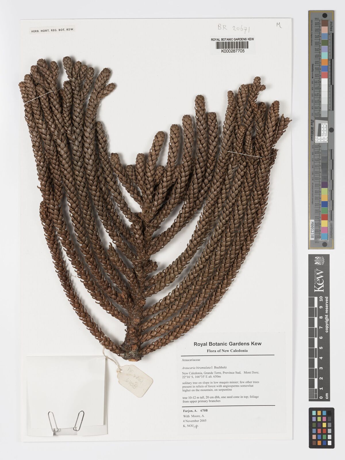 Araucaria biramulata