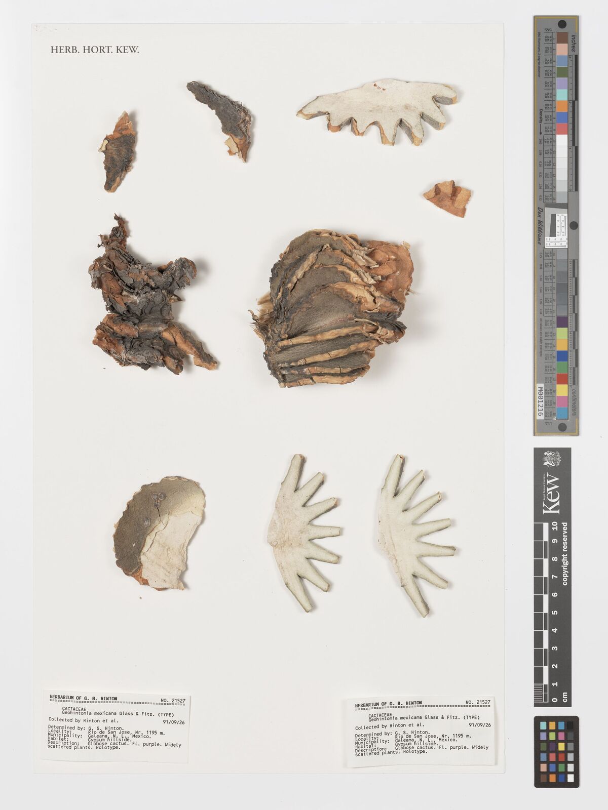 Kew Gardens K000062780:  Hinton et al [21527] Mexico