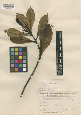 Kew Gardens K000681626:  Pulle, A. [845] New Guinea