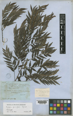 Kew Gardens K000221096:  Spruce, R. [3678] Venezuela