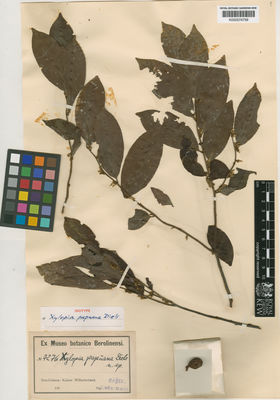 Kew Gardens K000574759:  Ledermann, C.L. [7276]