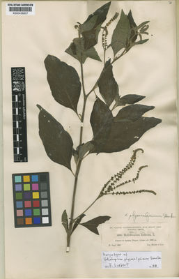 Kew Gardens K000438857:  Heyde; Lux [3990] Guatemala