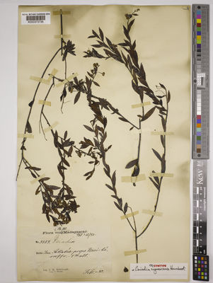 Kew Gardens K000373736:  Hildebrandt, J.M. [3359] Madagascar