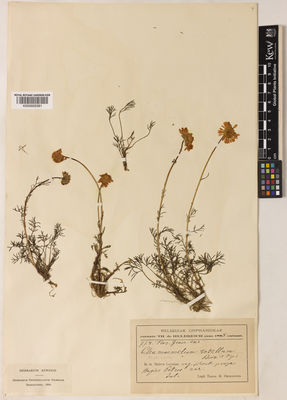 Kew Gardens K000929381:  Orphanides, T.G. [778] Greece