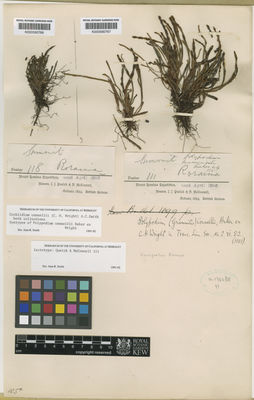 Kew Gardens K000590766:  Quelch, J.J; McConnel, F. [118] Guyana