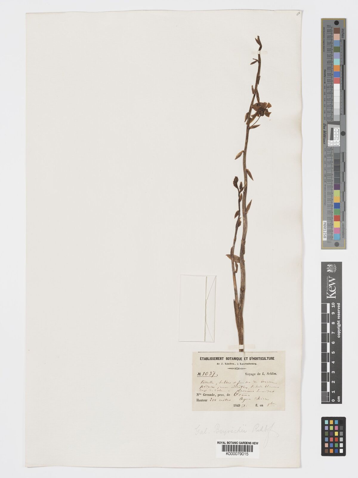 Kew Gardens K000079015:  Schlim, L. [1037] Grenada