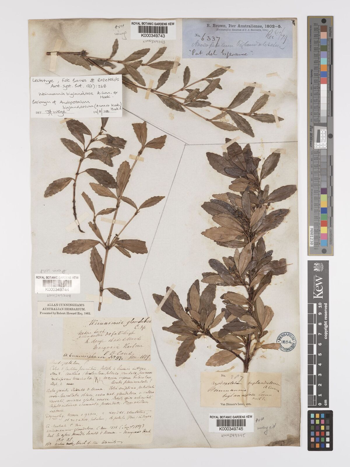 Kew Gardens K000349744:  Cunningham, A. [97] Australia