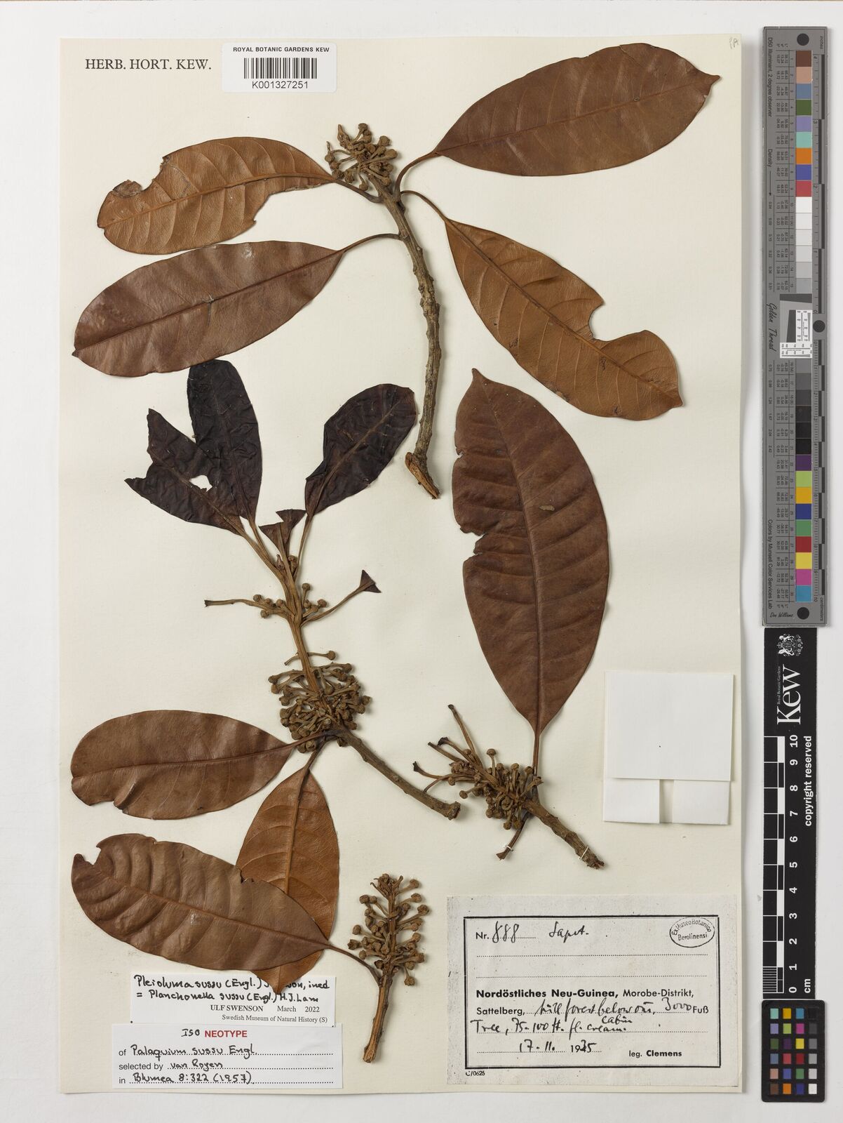 Kew Gardens K001327251:  Clemens [888] Indonesia