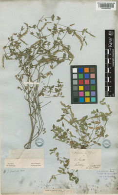 Kew Gardens K000884088:  Perrottet [s.n.] India