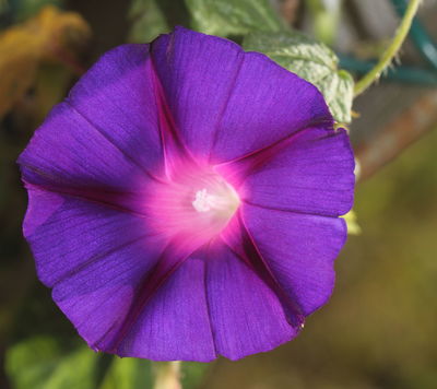 Ipomoea purpurea (L.) Roth | Plants of the World Online | Kew Science